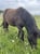 Horse ad