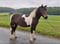 Annuncio cavallo