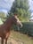 Horse ad