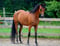 Annuncio cavallo