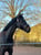 Horse ad