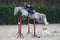 Annuncio cavallo