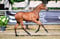 Annonce cheval