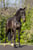 Horse ad