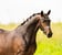 Annuncio cavallo