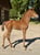 Annonce cheval