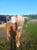 Horse ad