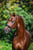 Annuncio cavallo