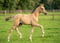 Horse ad