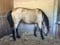 Annuncio cavallo