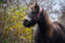 Annuncio cavallo