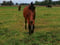 Anuncio de caballos