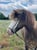 Annonce cheval