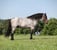 Annonce cheval