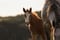 Annuncio cavallo