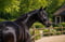 Annuncio cavallo