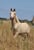 Horse ad