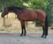 Annuncio cavallo