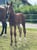 Horse ad
