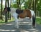 Annuncio cavallo