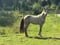 Annonce cheval