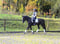 Horse ad