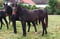 Annuncio cavallo