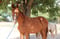 Horse ad