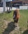Horse ad