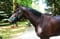Horse ad