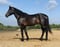 Annonce cheval