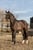 Annuncio cavallo