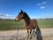 Horse ad