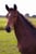 Annuncio cavallo