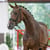 Annuncio cavallo