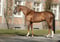 Horse ad