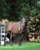 Horse ad
