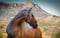 Horse ad