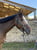 Horse ad