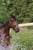 Paardadvertentie
