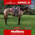 Annuncio cavallo
