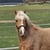 Horse ad
