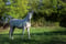Annonce cheval