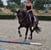 Annuncio cavallo