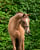 Annuncio cavallo