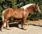 Annuncio cavallo