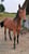 Horse ad