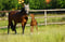 Paardadvertentie