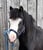 Horse ad