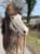 Annonce cheval